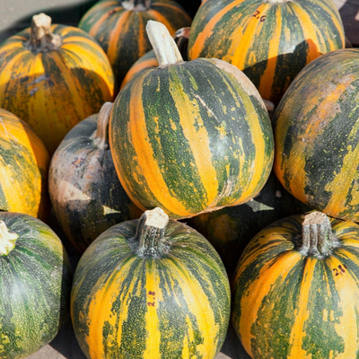 A pile of medium-small, striped pumpkins with colors ranging from green to orange, with a focus on the variety known as Pumpkin Kakai.