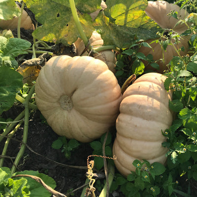 Two large, tan-colored Long Island Cheese pumpkins growing in the ground, surrounded by green vines and leaves.