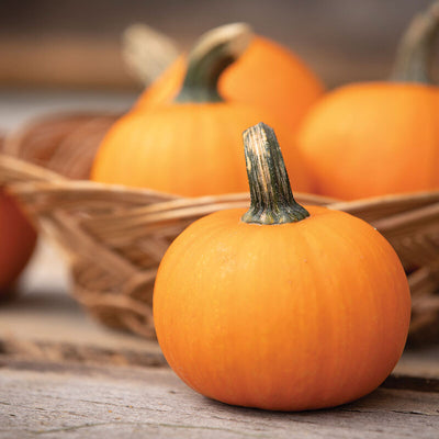 A small, round, orange pumpkin with a green stem, in the foreground with more pumpkins in the background inside a wicker basket.