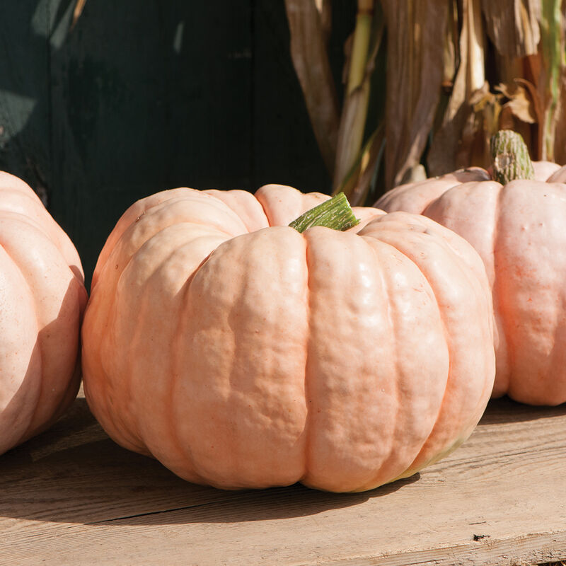 Pumpkin Porcelain Doll is the perfect pink partner to Jarrahdale.

Porcelain Doll pumpkin adds diversity to fall ornamental displays with the unique color of Porcelain Doll. The sweet flesh can be used for pies, soups, and other gourmet delights.
Full vines bear blocky, deeply ribbed fruit averaging 16 to 24 pounds. NOTE: Wait to harvest until fruits turn fully pink and handles are "corky" in appearance.