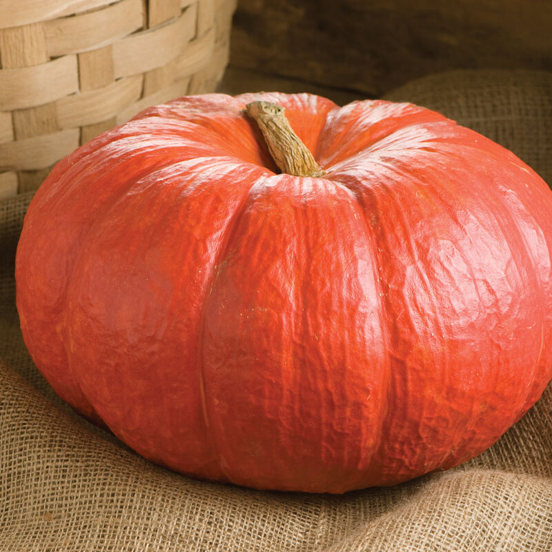 A bright scarlet red pumpkin with a flat top, placed on a burlap surface with a woven basket in the background.