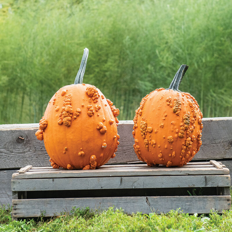 Warts and all.
Pumpkin Scarface is a ghoulish looking pumpkin with a nice, upright shape and durable handle. Long vines. Average weight is 15 to 20 pounds.