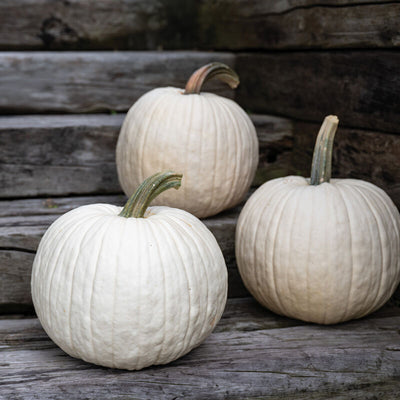 Pumpkin White Abominable is a bigger white jack with great color retention.

Pumpkin White Abominable is a pure white jack that resist fading to pale yellow in the sun better than many other white pumpkins.

Nice medium-large pumpkins with round to blocky shape and a strong handle. 