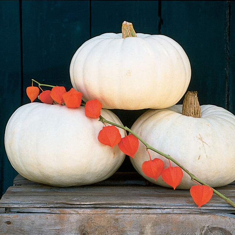 Pumpkin White Valenciano is a stunning, medium-sized white pumpkin that is both an ornamental and delicious to eat.

Pumpkin White Valenciano has very dense yellow flesh that is great for pies and as a baking ingredient.

Average fruit size is about 15 inches in diameter, Pumpkins stand about 8 tall, average weight 10 to 15 pounds. Vines can grow up to 10 feet in length producing 2 to 4 pumpkins.