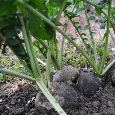Black Spanish Round Radish plants with green leaves and black skin, growing in soil with visible root bulges.