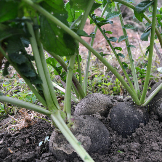 Black Spanish Round Radish plants with green leaves and black skin, growing in soil with visible root bulges.