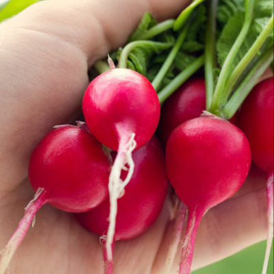 A hand holding fresh cherry belle radishes with green leaves.