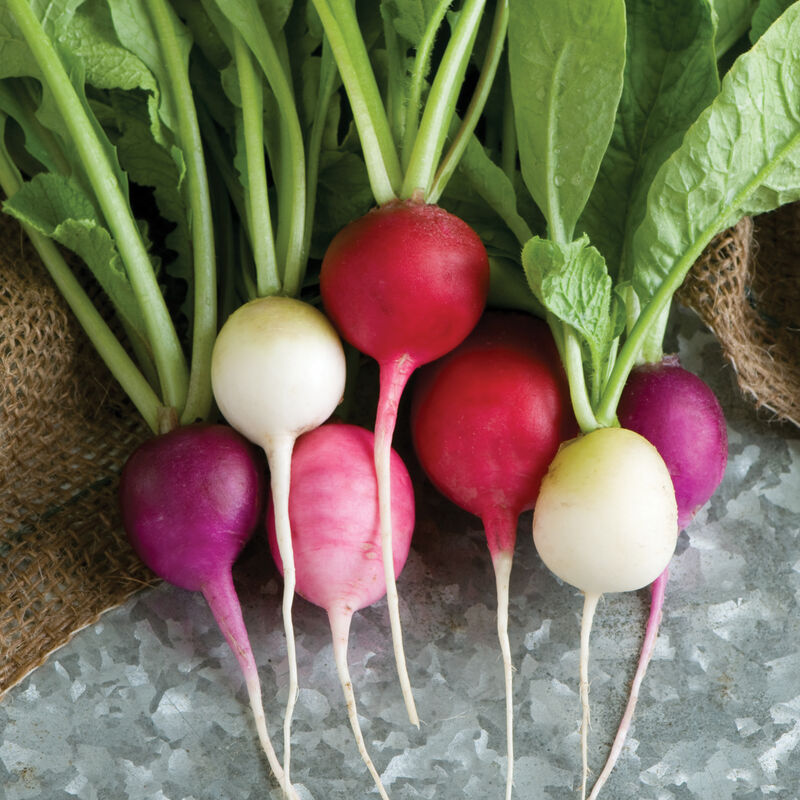 A group of Easter Egg radishes with multi-colored bulbs in shades of red, purple, and white, along with their green leaves.