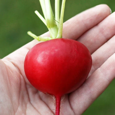 A hand holding a fresh radish with a visible root and green leaves.