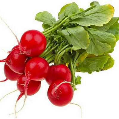 Bunch of red radishes with green leaves on a white background