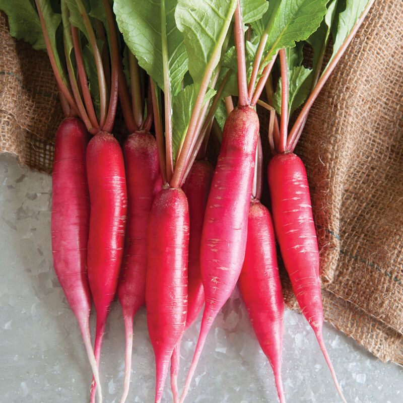 A group of Shunkyo semi-long radishes with deep pink roots and green leaves on a burlap background with ice crystals