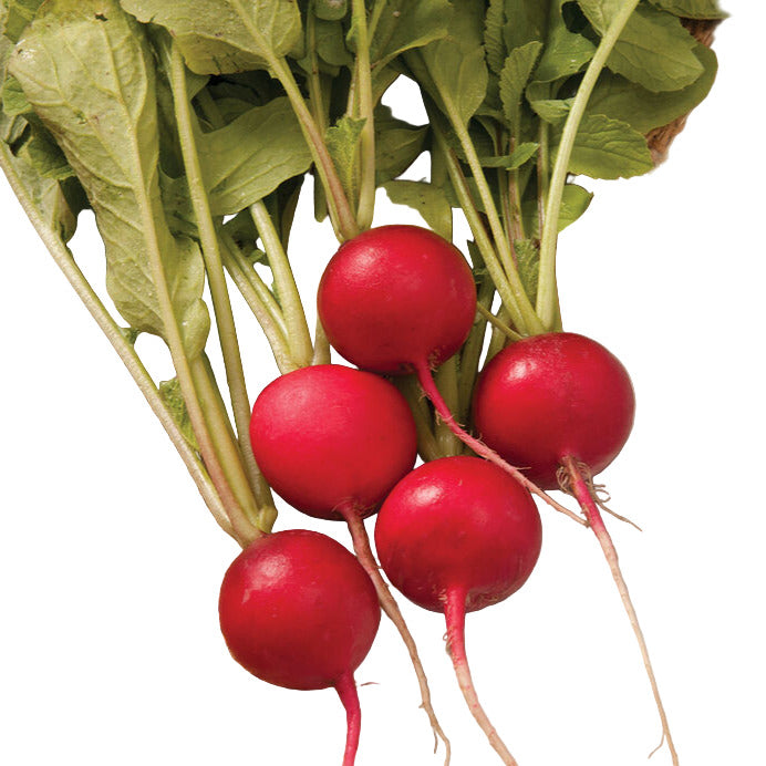 A group of bright red radish bulbs with green leaves attached, partially unwrapped from burlap packaging, set on a marble surface.