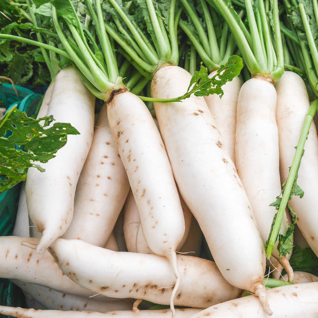 A bunch of white icicle radishes with green stems and leaves, and white roots.