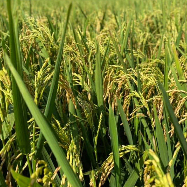 Introducing Texas Long Grain Rice - a premium product that brings the authentic taste of Texas to your table. Harvested from the fertile fields of a rice farm, located by Bay City, Texas, this 5-pound bag of Texas Long Grain Rice is a staple for every kitchen.