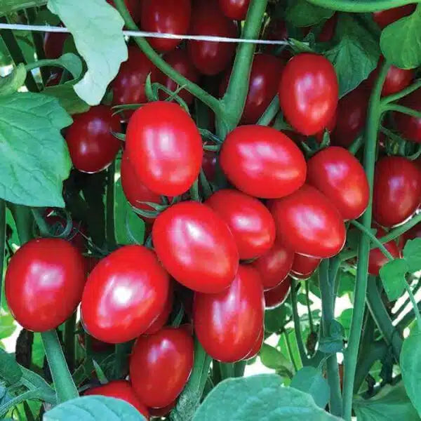 Plant Tomato Grape Determinate Ruby Crush 4.5 Inch Pot