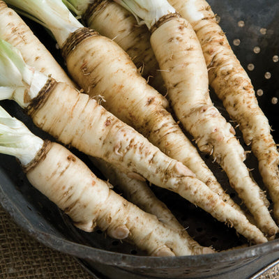 A bunch of Salsify Sandwich Island Mammoth roots in a black pan, with visible white flesh and green, leaf-like tops.