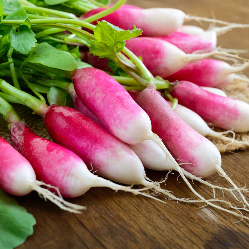 A very old fashioned radish imported from France, French Breakfast is an elongated red-skinned heirloom radish with a white splash at the root end. It is typically slightly milder than other summer varieties. Firm and crisp, French Breakfast is ideal for dips and salads. French Heirloom. Oblong red roots with white crisp, flesh. Mild taste. Thrives in full sun or partial shade. Harvest in about 58 days. Germination rate about 80% or better. 