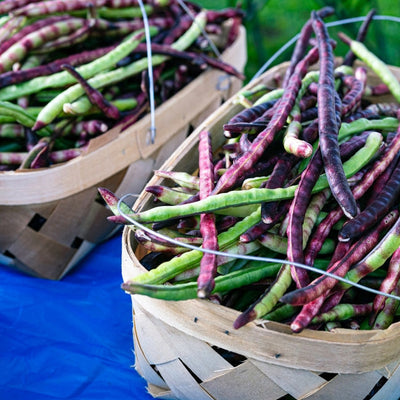 Baskets of Southern Pea Bush Mississippi Purple seeds with reddish-purple pods at the green shell stage.