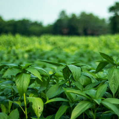 Field of green Egyptian Molokhia spinach plants growing in the wild.