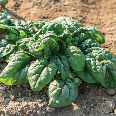 Equinox Spinach is an improved open pollinated&nbsp; Bloomsdale-type for spring and fall.

Spinach Equinox is a fast-growing, slow-bolting, highly uniform selection of the standard Bloomsdale.

Upright plants with fully savoyed leaves on long stems. Excels in spring and fall and can be harvested at baby leaf or full size. Bred by Dr. John Navazio.

These seeds have been organically grown.

Harvest in about 28 days. Germination rate about 80% or better.