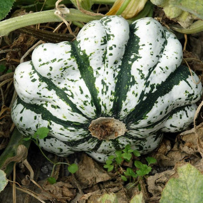 Green and white striped pumpkin on the ground with leaves and stems.