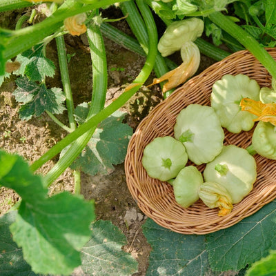 A basket filled with green scalloped summer squashes, with a background of green patty pan squashes growing in the garden.