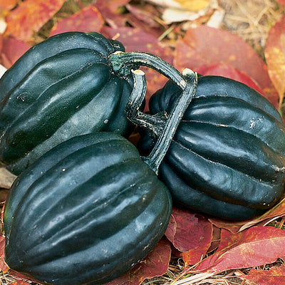 Three acorn winter squashes with a green and black-green skin, resting on a bed of leaves.