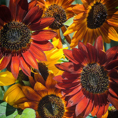 Close-up of red and yellow sunflowers with a blurred background