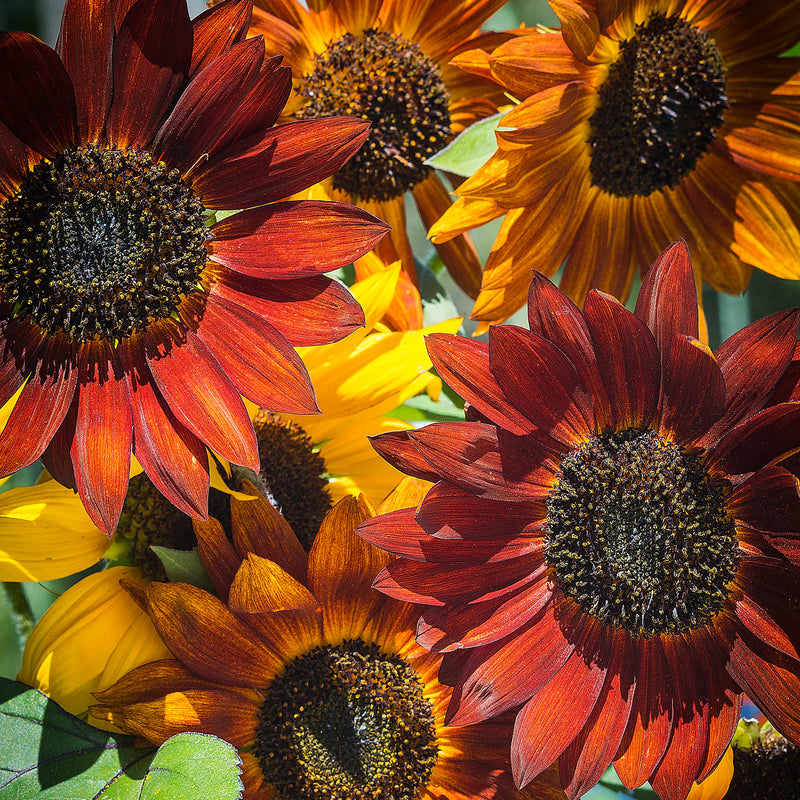 Close-up of red and yellow sunflowers with a blurred background
