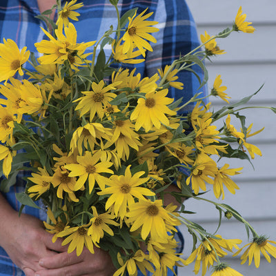 Bouquet of yellow flowers held by a person wearing a blue plaid shirt.