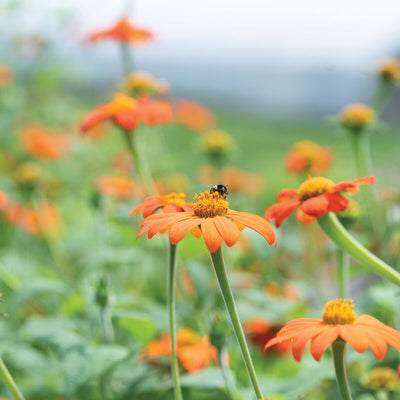 Orange flowers with a bee in a field of similar flowers