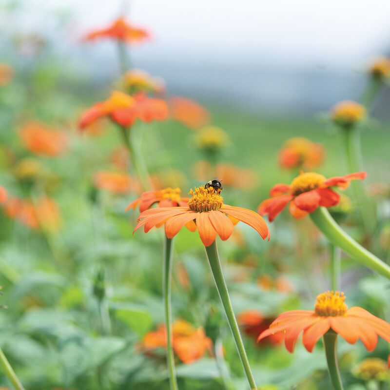 Orange flowers with a bee in a field of similar flowers