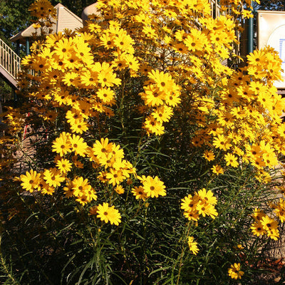 Bouquet of yellow flowers with a blurred background