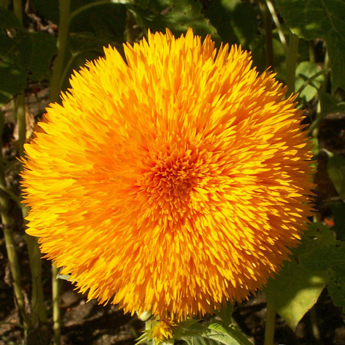 Close-up of a bright orange flower with green leaves in the background