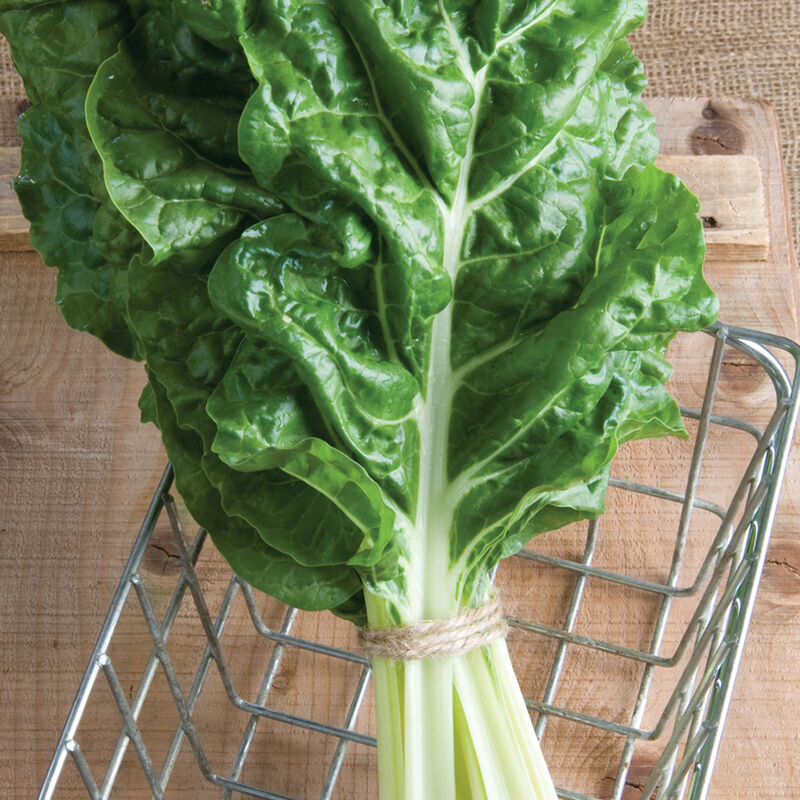 A fresh bunch of Fordhook Giant Swiss Chard with green leaves and white stems, tied with a string, placed on a metal wire basket.