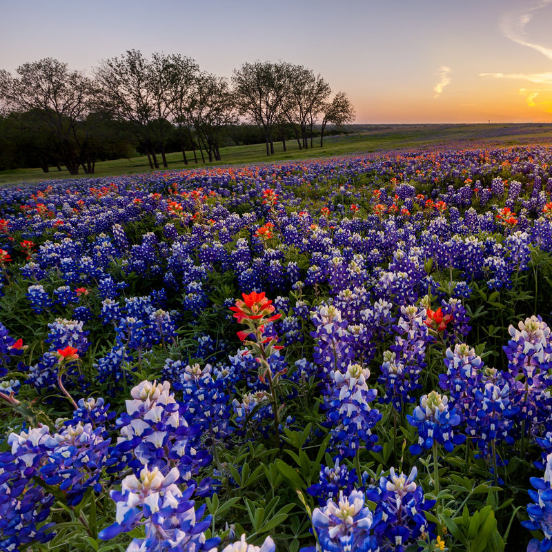 A hardy winter annual native to Texas. Adopted as the "State Flower of Texas", this is the most commonly seen variety along roadsides and in uncultivated pastures throughout the state. Flowers are densely arranged on a spike with a characteristic ice white terminal tip. Blooms in about 70 days. Germination rate about 70% or better.&nbsp;