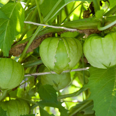 Green tomatillos on the vine with leaves in the background.