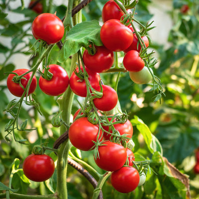 Back by popular demand, the Tycoon Tomato is now called the Texas Super Star Tomato as well as the San Antonio Rodeo Tomato for 2011! If you have never tried one, you will be amazed as these are the most flavorful tomatoes you will ever bite into. It is on the list of Texas Super Star plants. ‘Tycoon’ is an exceptional large round tomato variety.