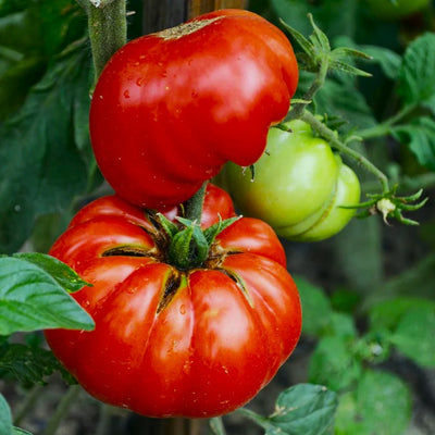 Image shows two beefsteak tomatoes hanging from the vine, with a green stem and a ripe red tomato visible in the foreground.