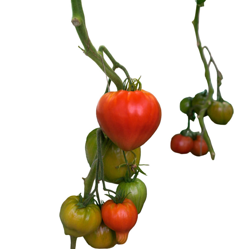 A cluster of tomatoes hanging from the vine, with green tomatoes visible and one ripe red tomato hanging from the net.