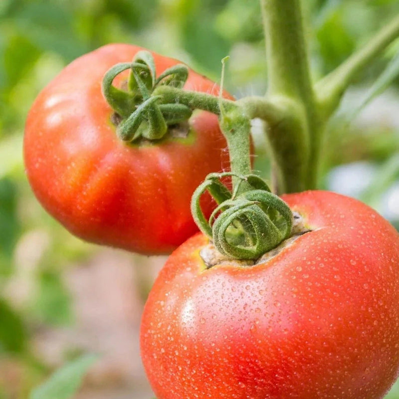 Two red tomatoes on a vine with a blurred green background