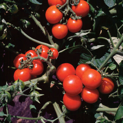 Cluster of red cherry tomatoes on the vine with green leaves.