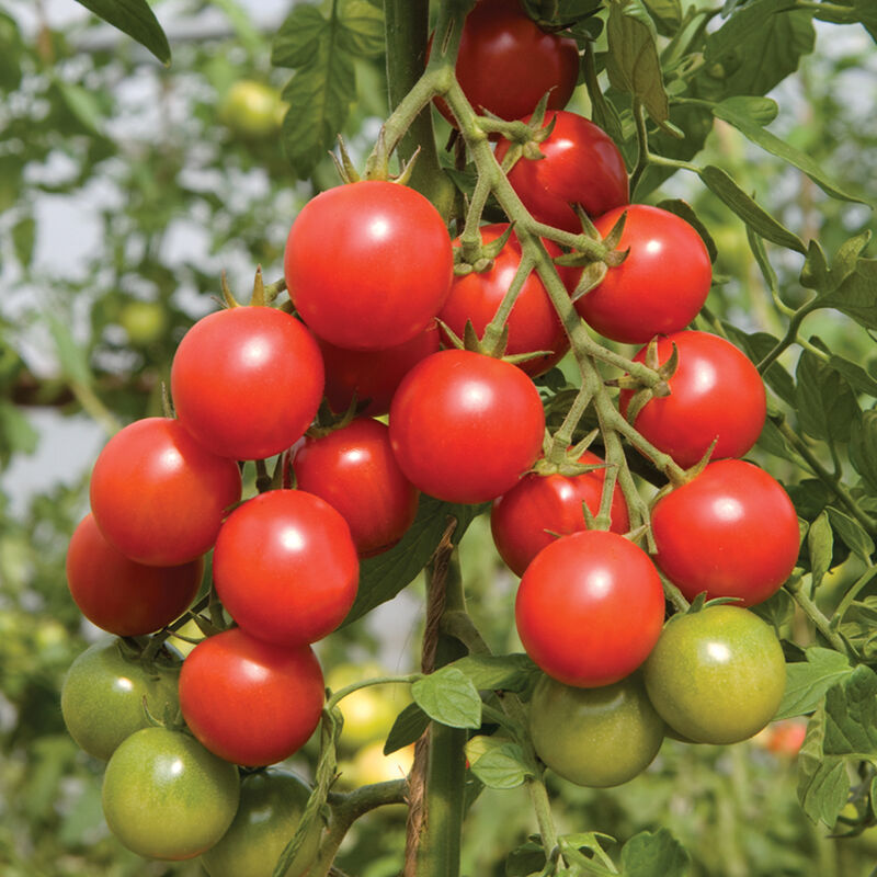 Tomato Cherry Indeterminate Sakura 10 Non-GMO, Organic, Hybrid Seeds