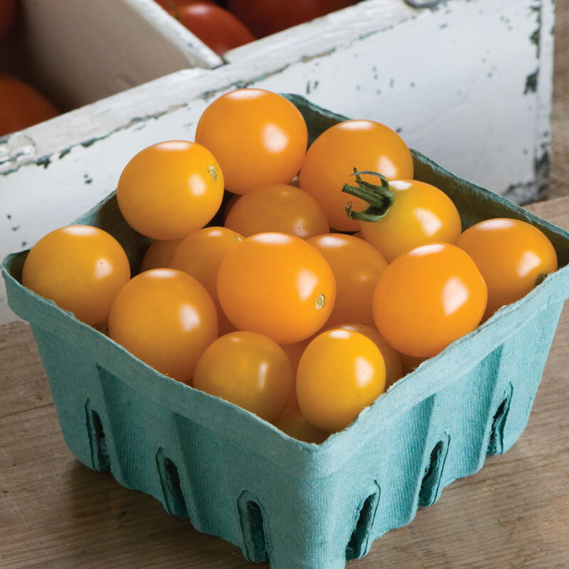 Tomato Cherry Indeterminate Yellow Mini produces bright-yellow fruits with less splitting.
Yellow Mini tomato has an excellent sweet juicy flavor. Fruits are round and average 1 ounce. Compared with other cherry tomatoes, Yellow Mini resists the splitting that is caused by too much rain or inconsistent watering. Indeterminate.