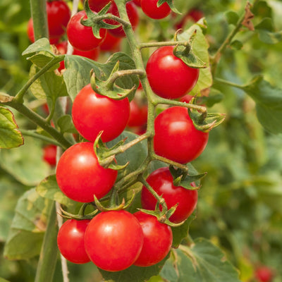 A cluster of bright red cherry tomatoes on the vine with green leaves in the background.