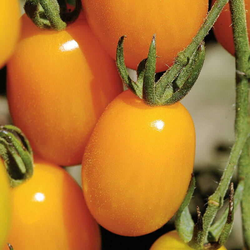 Cluster of ripe yellow grape tomatoes with green stems and leaves.