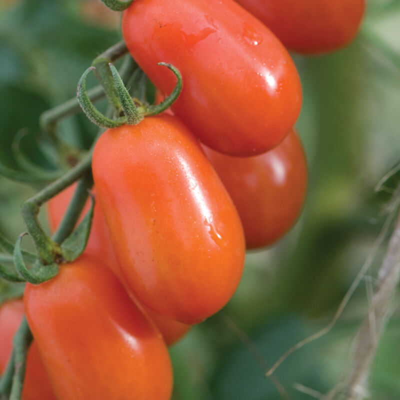 Close-up of ripe red tomatoes on a green vine with a blurred green background