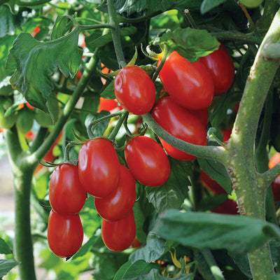 Red tomatoes growing on a vine with green leaves