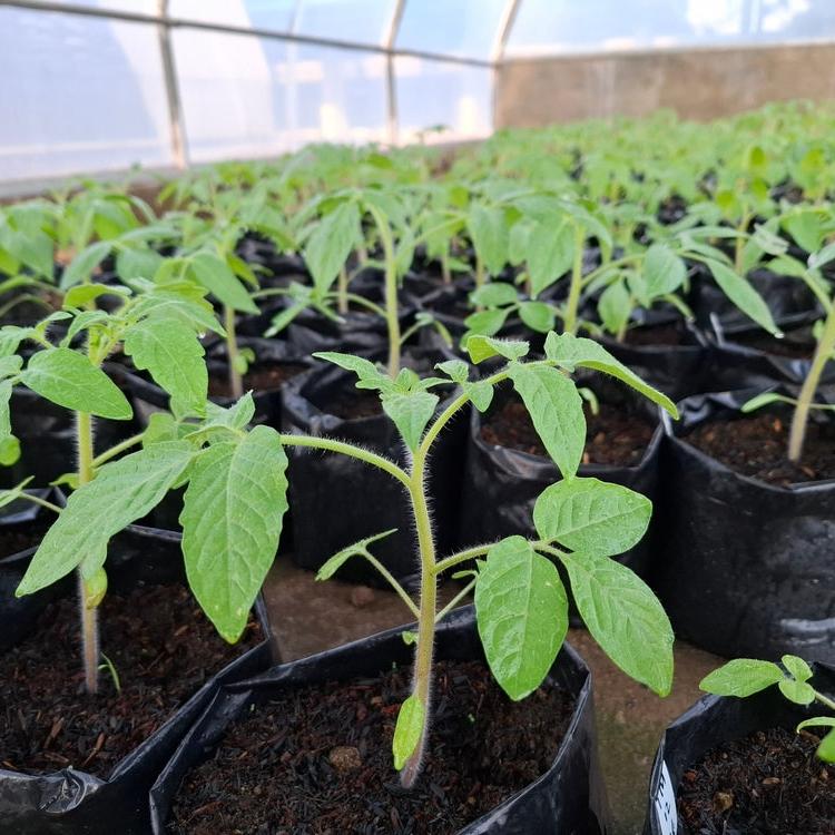 The cost is $15 a person.

The cost will have to be paid in advance.

There is no refund once you schedule a class.

We will allow you to reschedule once for a similar seed planting class.

Class will show and provide you with a hands on experience of planting tomato seeds.

David has planted thousands of tomato seeds.

You can plant a number of pots and tomato seeds. The charge for these will be $1.25 each.

We are keeping the class size down to 10 people so we can provide one on one help.

Class will last