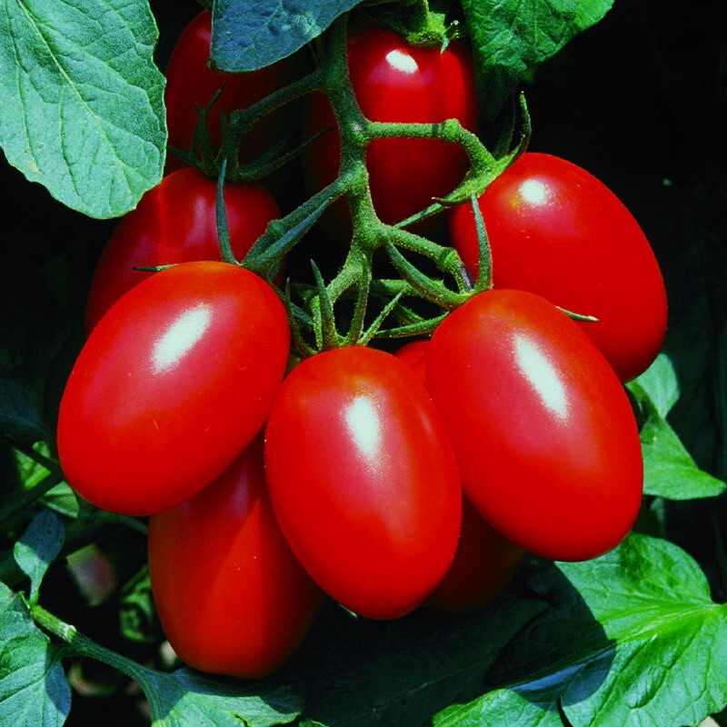 Cluster of deep red, ripe plum tomatoes on the vine with green leaves in the background.